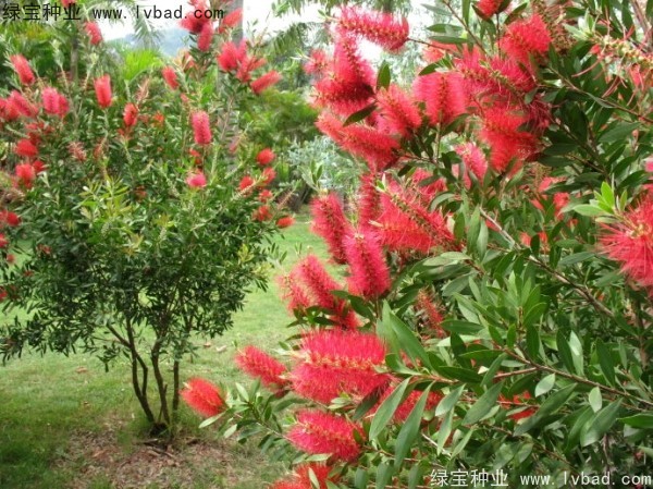 <a href='http://m.wuzhouwash.com/caohuazhongzi/1065.html' target='_blank'>紅千層</a><a href='http://m.wuzhouwash.com/' target='_blank'>種子</a>