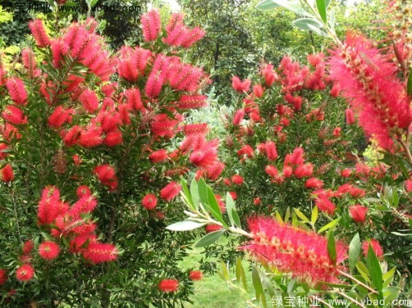 <a href='http://m.wuzhouwash.com/caohuazhongzi/1065.html' target='_blank'>紅千層種子</a>