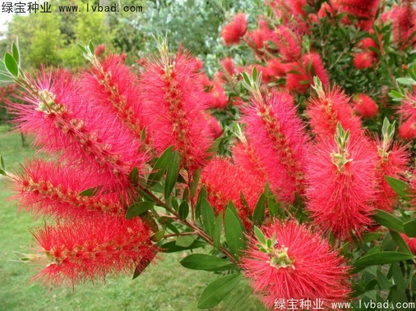 紅千層種子