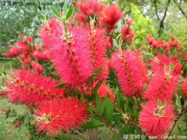 紅千層種子