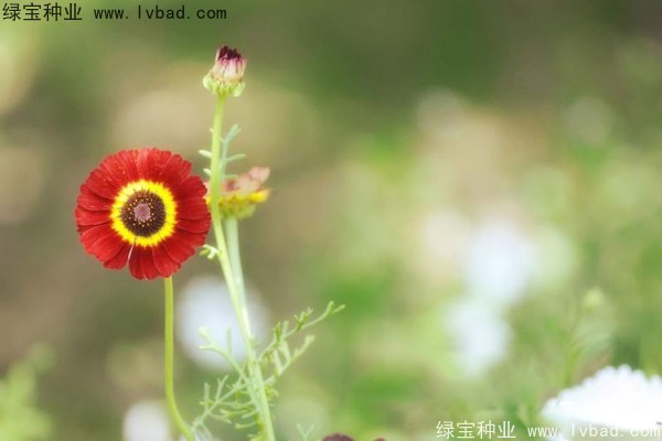花環(huán)菊種子