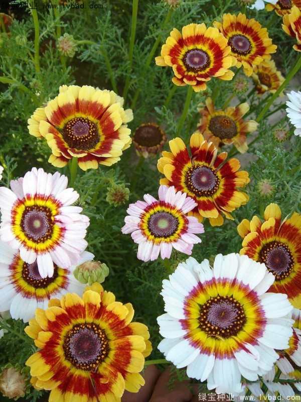 花環(huán)菊種子