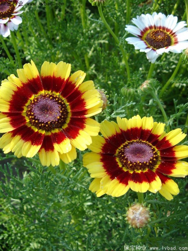 花環(huán)菊種子