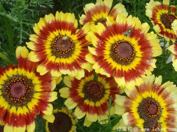 花環(huán)菊種子