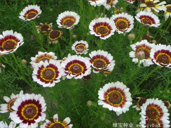 花環(huán)菊種子