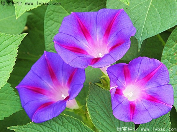 黃花牽牛種子