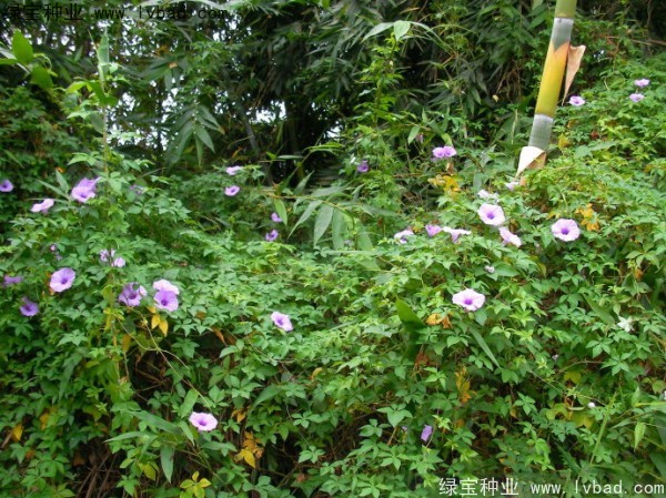 黃花牽牛種子