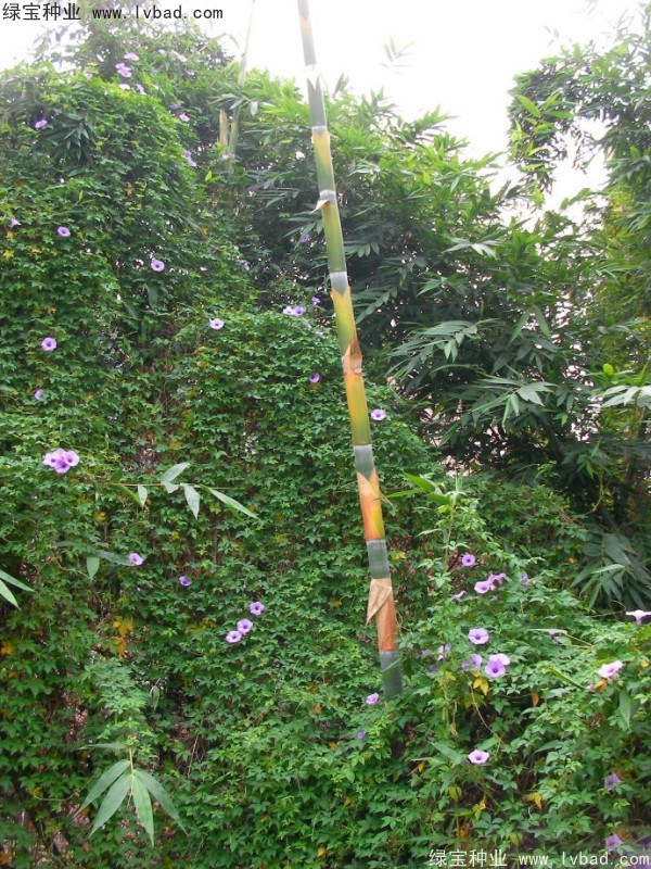 黃花牽牛<a href='http://m.wuzhouwash.com/' target='_blank'>種子</a>