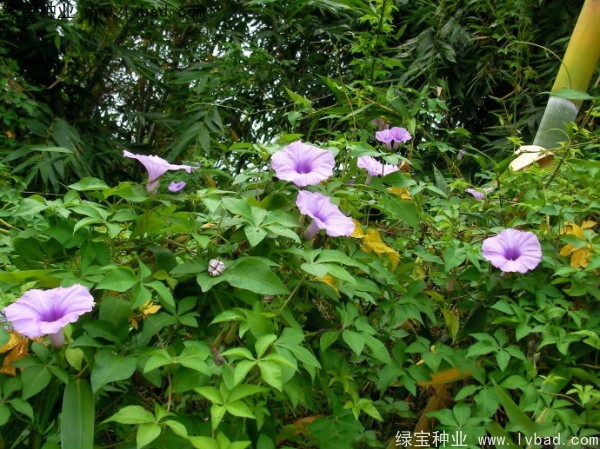 黃花牽牛種子