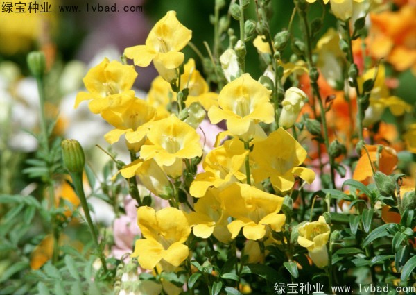 黃花牽牛種子