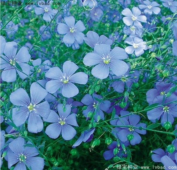 <a href='http://m.wuzhouwash.com/caohuazhongzi/1071.html' target='_blank'>黃金亞麻種子</a>