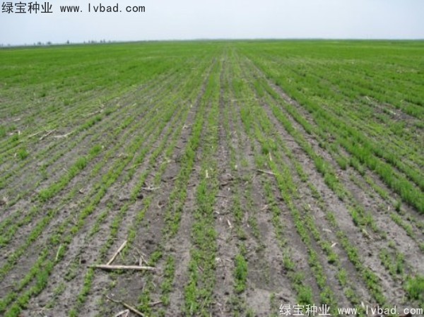 <a href='http://m.wuzhouwash.com/caohuazhongzi/1071.html' target='_blank'>黃金亞麻種子</a>