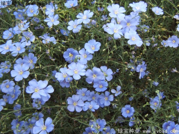 <a href='http://m.wuzhouwash.com/caohuazhongzi/1071.html' target='_blank'>黃金亞麻</a><a href='http://m.wuzhouwash.com/' target='_blank'>種子</a>