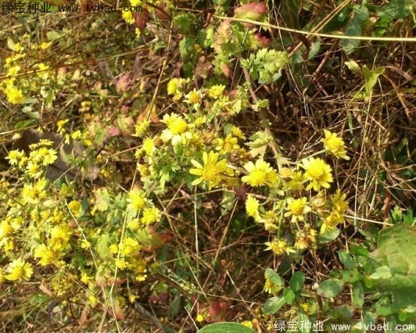 黃菊花圖片