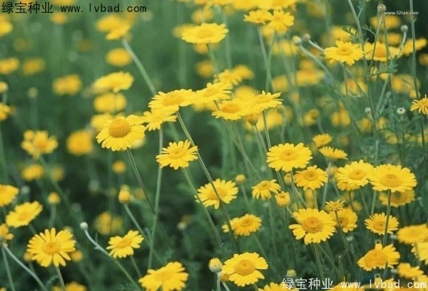 黃菊花圖片