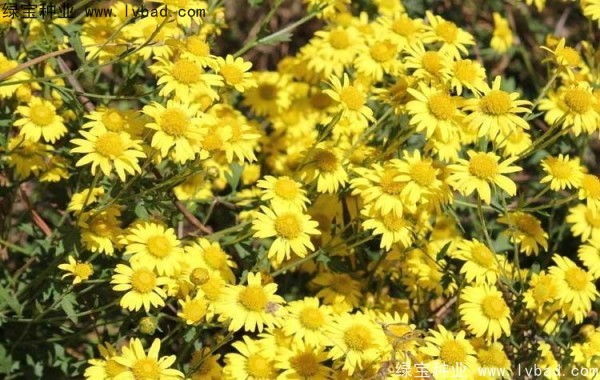 黃菊花圖片