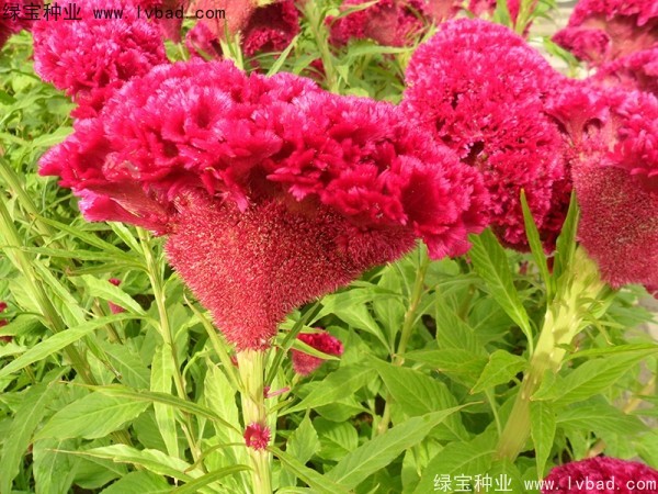 火焰<a href='http://m.wuzhouwash.com/caohuazhongzi/1076.html' target='_blank'>雞冠花</a>