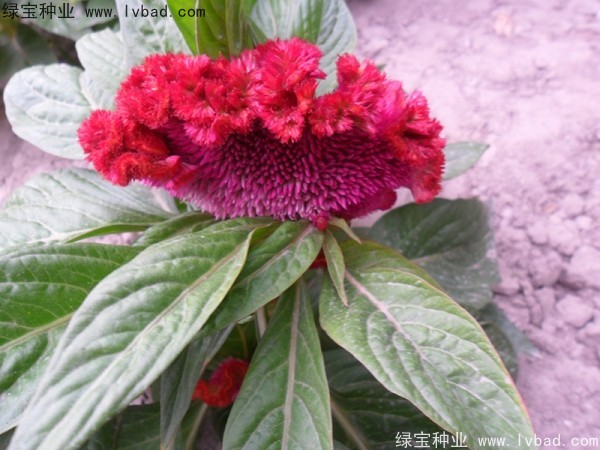 火焰雞冠花