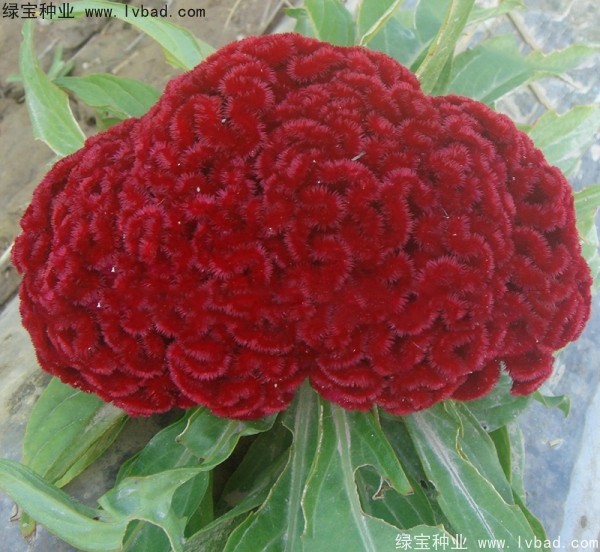 火焰<a href='http://m.wuzhouwash.com/caohuazhongzi/1076.html' target='_blank'>雞冠花</a>