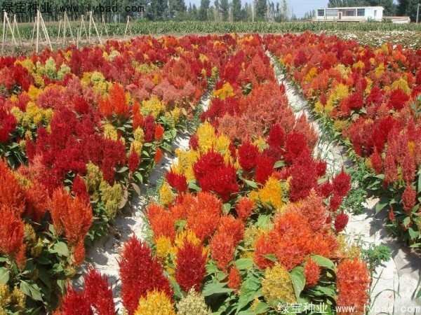 火焰雞冠花<a href='http://m.wuzhouwash.com/' target='_blank'>種子</a>