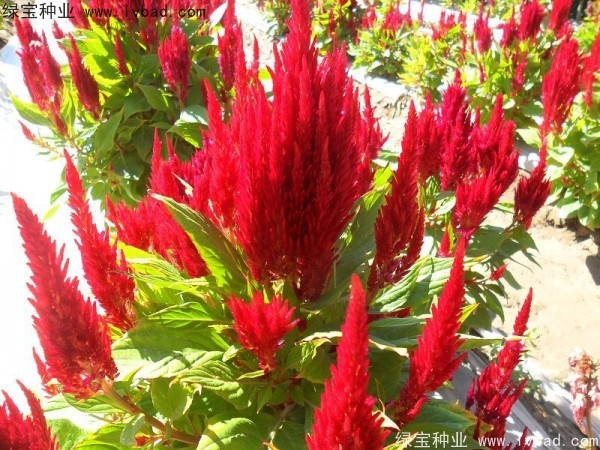 <a href='http://m.wuzhouwash.com/caohuazhongzi/1073.html' target='_blank'>火焰雞冠花種子</a>