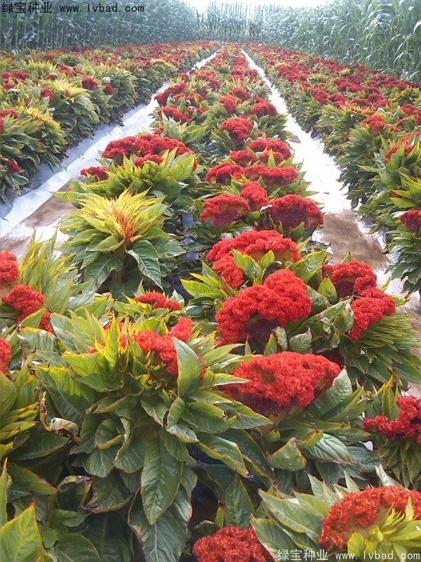火焰雞冠花種子
