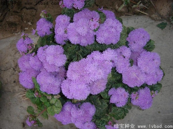 <a href='http://m.wuzhouwash.com/yaocaizhongzi/2323.html' target='_blank'>藿香</a>薊種子