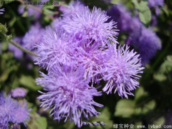 藿香薊種子