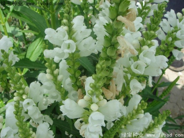 假龍頭種子