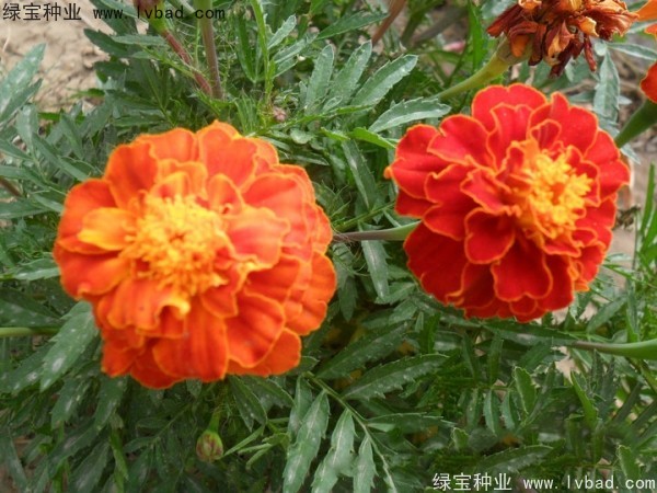 孔雀草圖片
