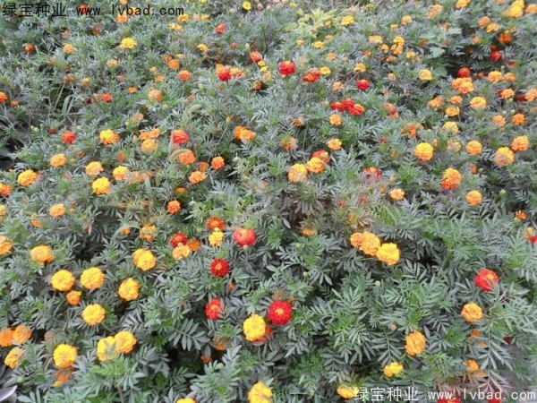 孔雀草圖片
