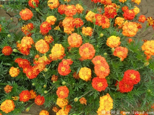 孔雀草圖片