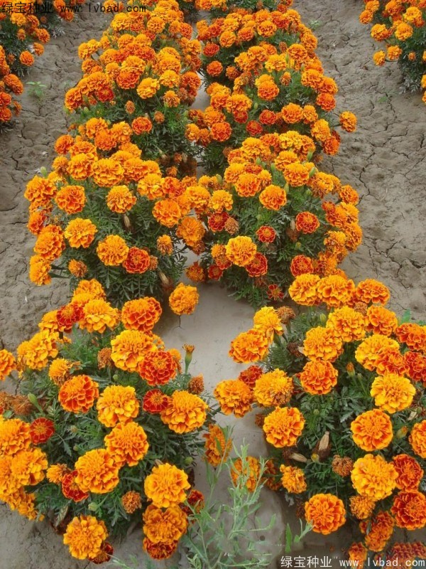 孔雀草圖片