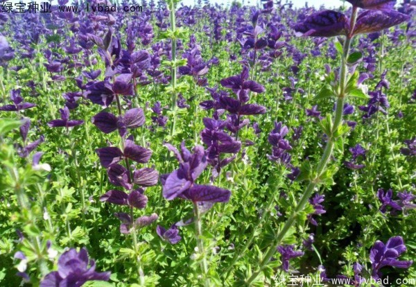 藍花<a href='http://m.wuzhouwash.com/caohuazhongzi/1626.html' target='_blank'>鼠尾草</a>圖片
