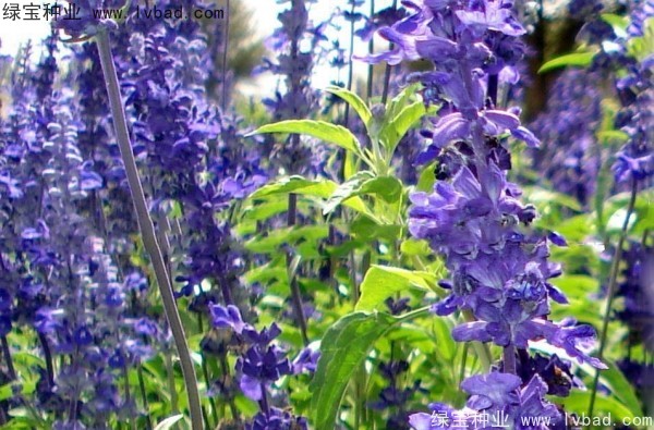 <a href='http://m.wuzhouwash.com/caohuazhongzi/1576.html' target='_blank'>藍花鼠尾草</a>圖片