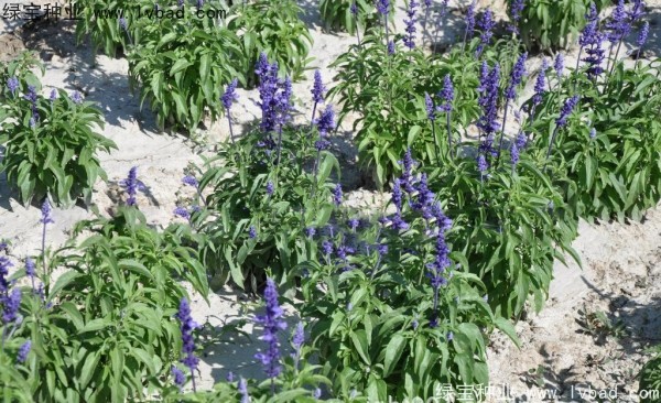 藍花鼠尾草圖片