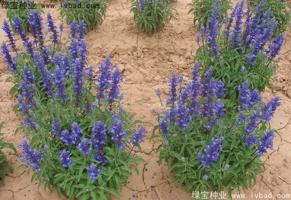 藍花鼠尾草圖片