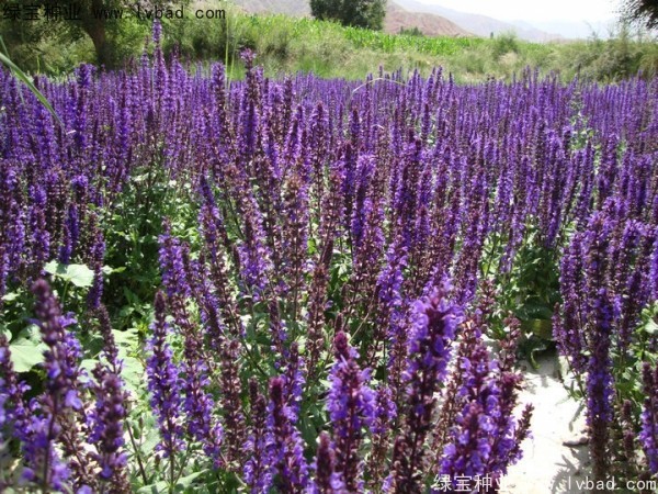 藍花鼠尾草圖片