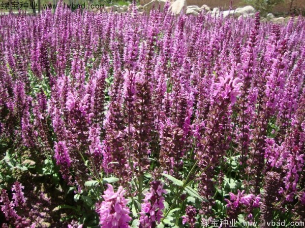藍花鼠尾草圖片
