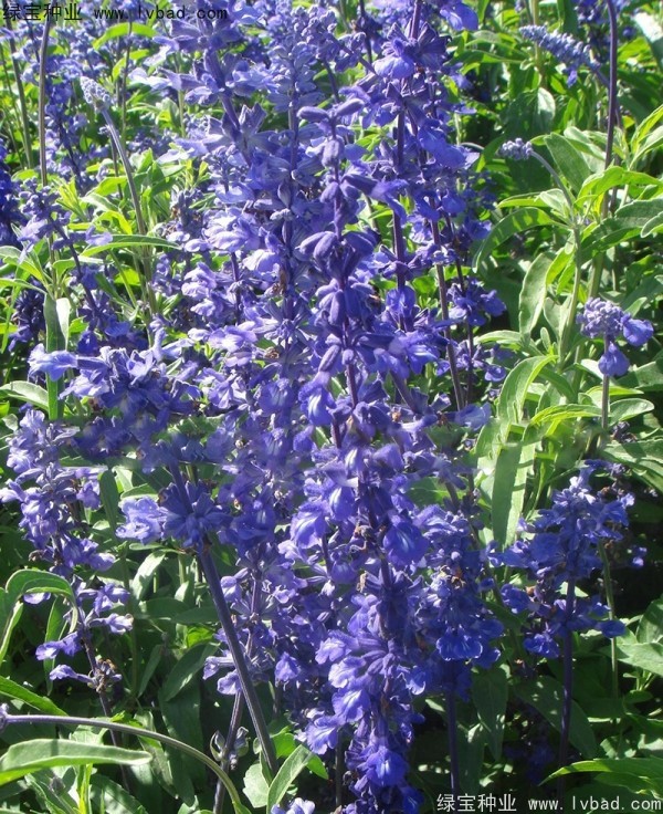 藍花鼠尾草圖片