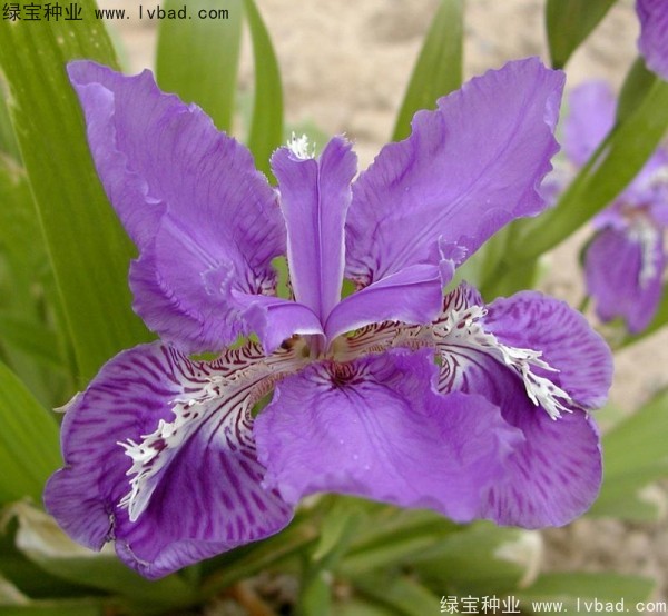 藍花鳶尾圖片