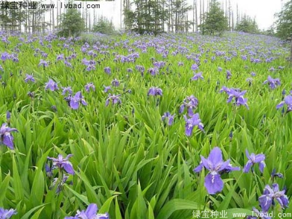 藍花鳶尾圖片