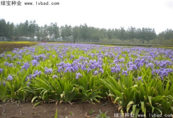 藍花鳶尾圖片