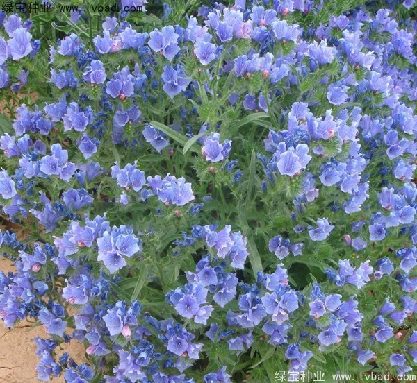 藍(lán)薊種子