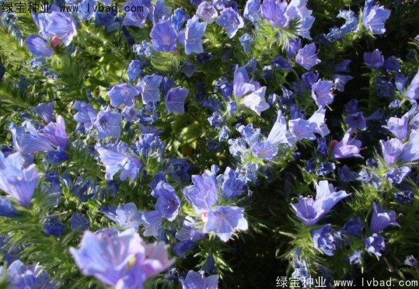 藍(lán)薊種子