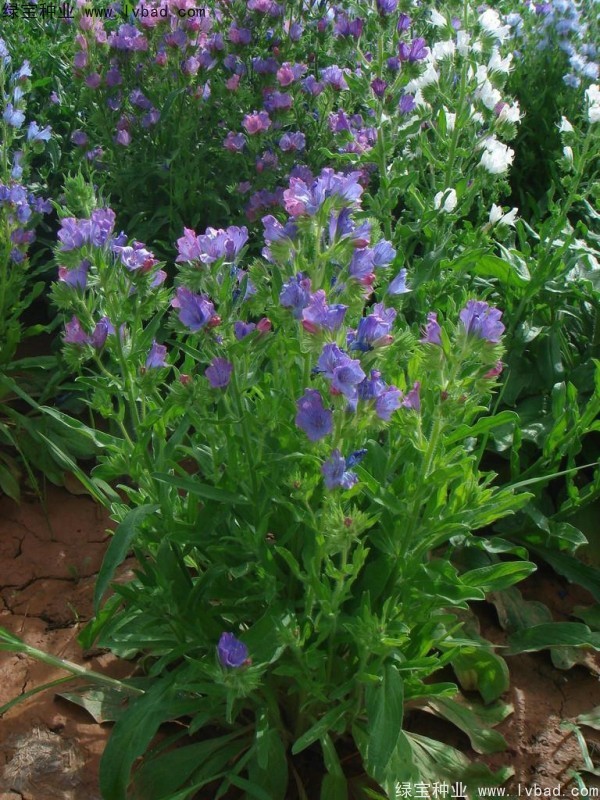 藍(lán)薊<a href='http://m.wuzhouwash.com/' target='_blank'>種子</a>