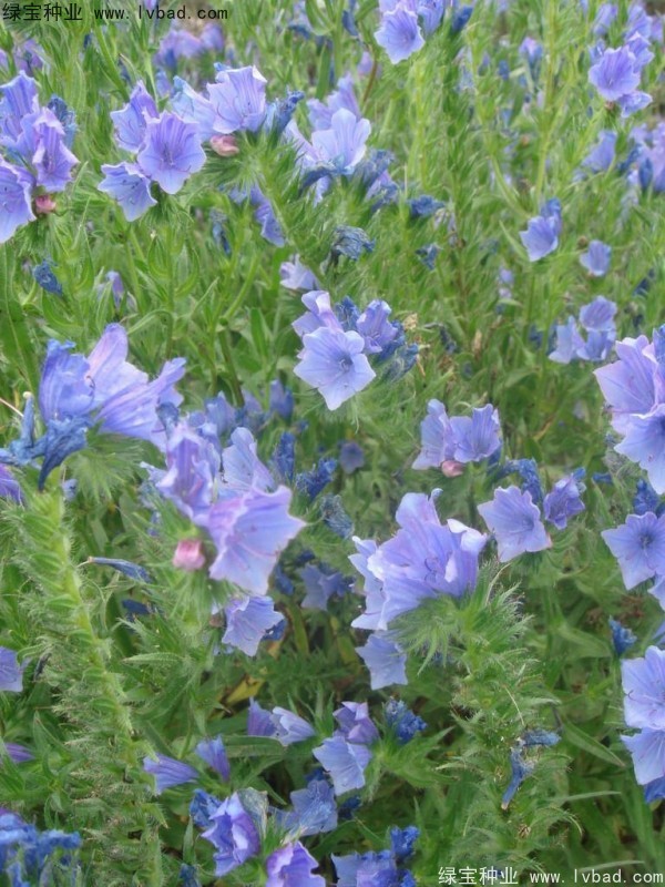 藍(lán)薊種子