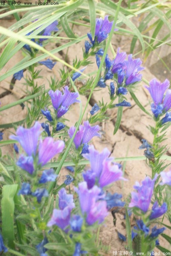 藍(lán)薊種子