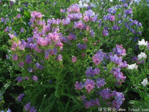 藍(lán)薊種子