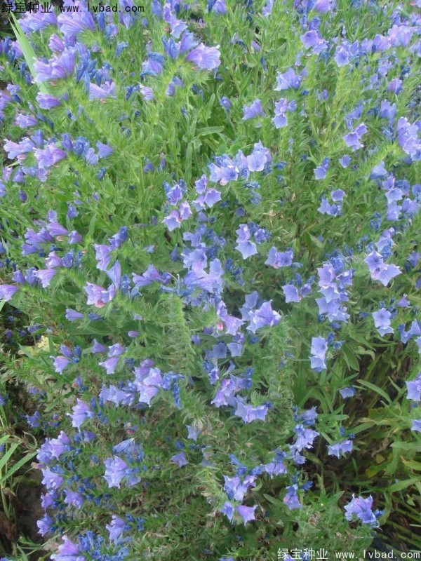 藍(lán)薊種子